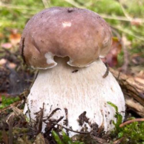 Вкусный и полезный: рецепт овощного супа с белыми и польскими грибами 11