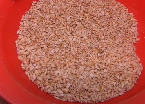 Перловка в духовке под фольгой. Рецепт перловой каши с мясом и овощами в духовке