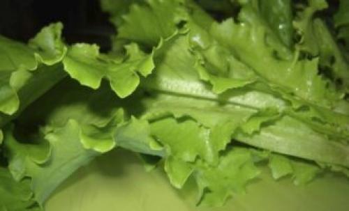 Какие ингредиенты необходимы для приготовления салата Цезарь с копченой курицей и маринованными грибами. Салат «Цезарь» с цыпленком и грибами