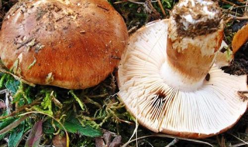 Соленые рядовки на зиму. Заготовка грибов рядовок