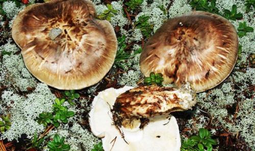 Сколько варить рядовки. Как варить рядовки перед засолкой