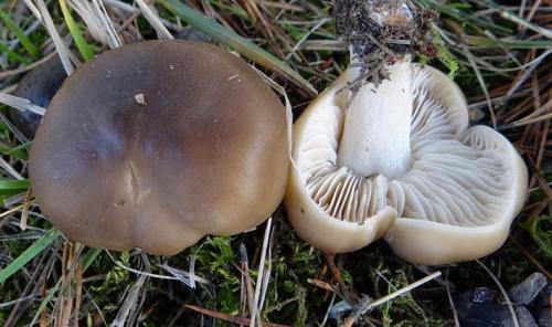 Соленые рядовки на зиму. Заготовка грибов рядовок