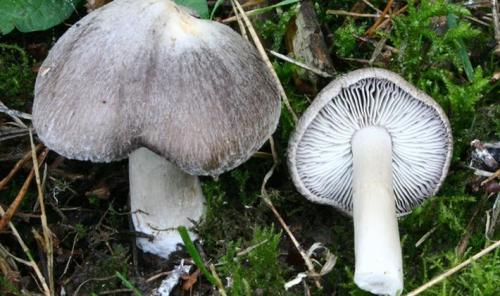 Соленые рядовки на зиму. Заготовка грибов рядовок