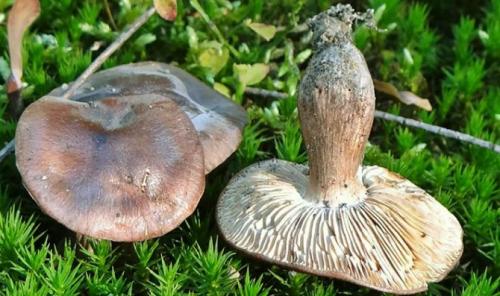 Сколько варить рядовки. Как варить рядовки перед засолкой