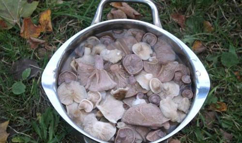 Соленые рядовки на зиму. Заготовка грибов рядовок