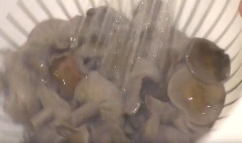 Гриб рядовка лиловоногая, как готовить. Рецепты приготовления блюд из лиловых рядовок