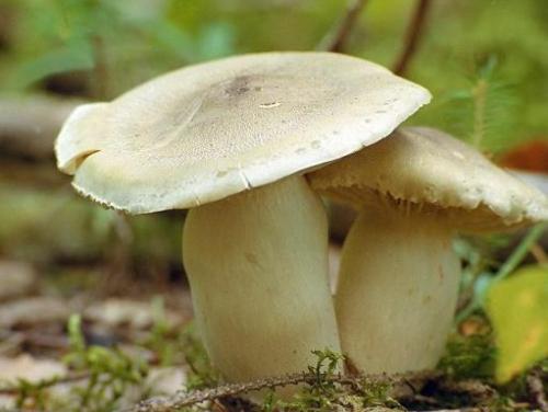 Как приготовить песочники грибы. Можно ли жарить песочники грибы