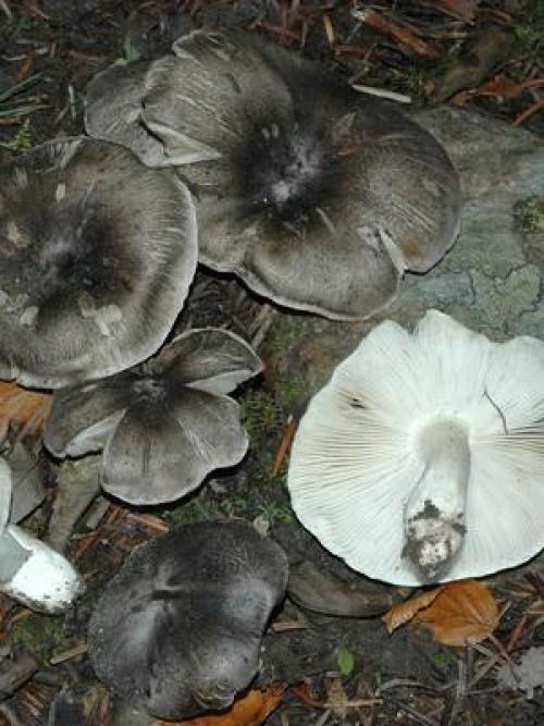 Грибы рядовки съедобные. Съедобные разновидности рядовок