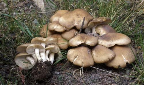 Грибы рядовки съедобные. Съедобные разновидности рядовок