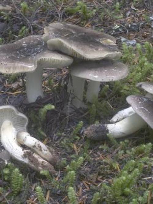 Грибы рядовки съедобные. Съедобные разновидности рядовок