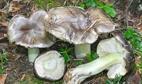 Грибы рядовки съедобные. Съедобные разновидности рядовок