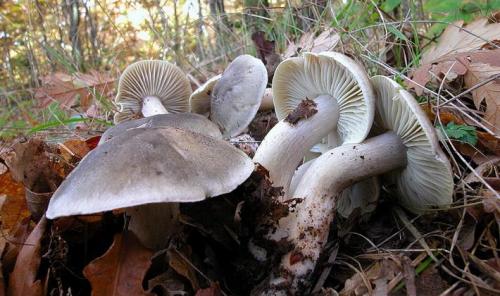 Грибы рядовки съедобные. Съедобные разновидности рядовок