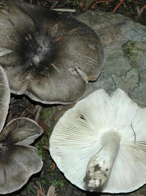 Грибы рядовки съедобные. Съедобные разновидности рядовок