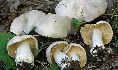Грибы рядовки съедобные. Съедобные разновидности рядовок