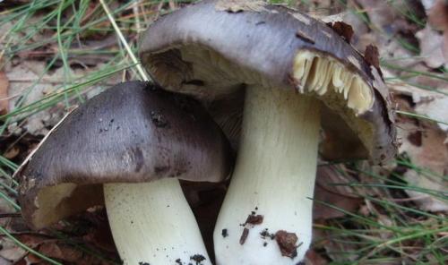 Грибы рядовки съедобные. Съедобные разновидности рядовок