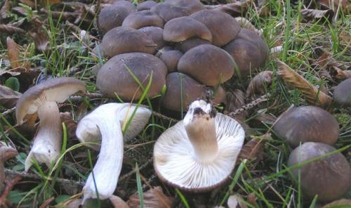 Грибы рядовки съедобные. Съедобные разновидности рядовок