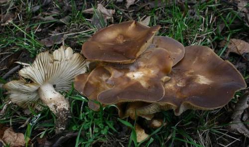 Рядовки съедобные и несъедобные. Осенние виды рядовок