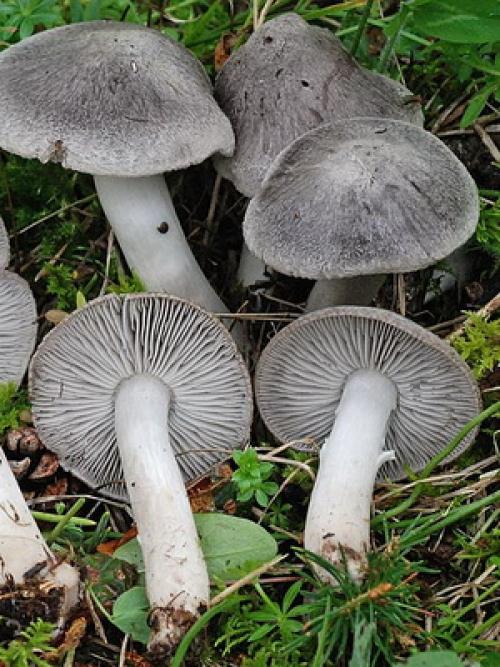 Рядовка землистая, как готовить. Рядовка землисто-серая: описание и применение