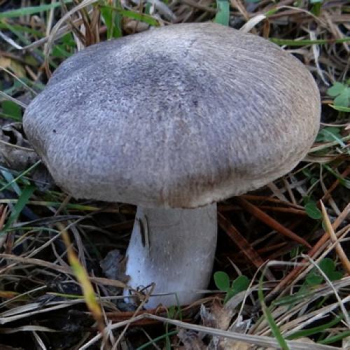 Рядовка землистая, как готовить. Рядовка землисто-серая: описание и применение