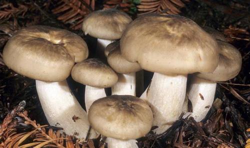 Рядовки съедобные и несъедобные. Осенние виды рядовок