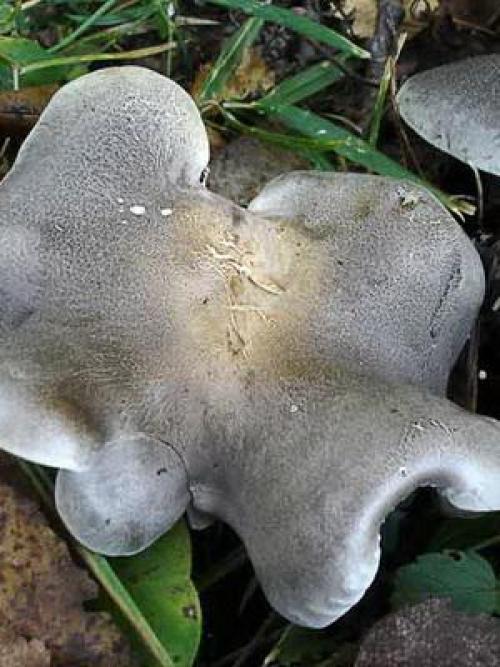 Рядовки съедобные и несъедобные. Осенние виды рядовок