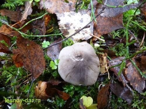 Рядовка серая, как готовить. Рядовка серая – описание и фото