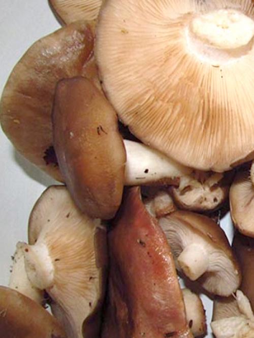 Как приготовить рядовку коричневую. Как готовить грибы бело-коричневые рядовки