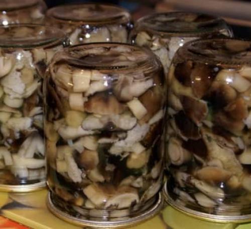 Соленые рядовки на зиму. Горячий способ