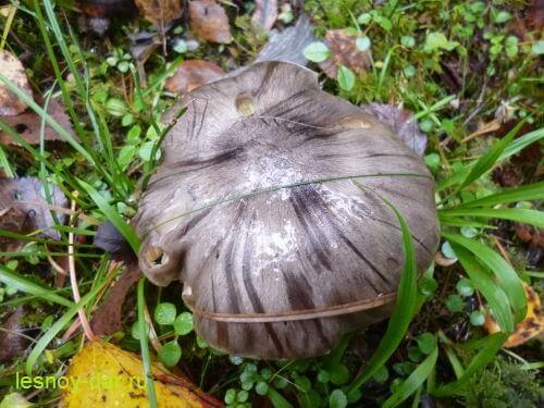 Рядовка серая, как готовить. Рядовка серая – описание и фото