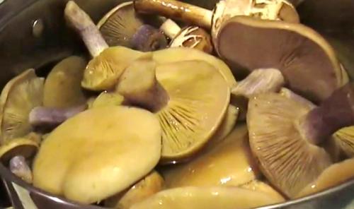 Рядовки жареные с картошкой. Жареные рядовки: рецепты, как правильно приготовить грибы