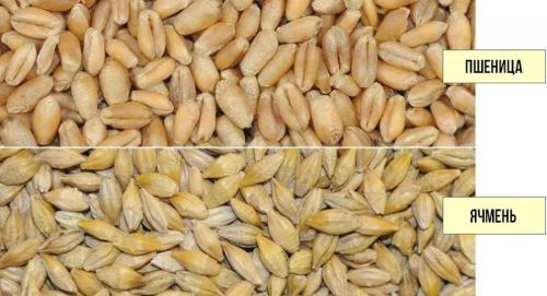 Делают ли пиво из пшеницы. Чем отличается пшеничное пиво от ячменного. Какое пиво лучше