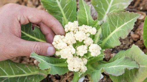 Что такое цветная капуста. Все, что необходимо знать о цветной капусте