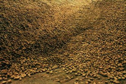 Рядовки для жарки с картошкой: простой рецепт 17 Рядовки для жарки с картошкой: простой рецепт 17