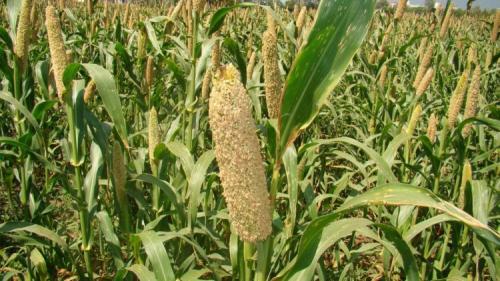 Можно ли заменить рис на другой вид круп. # биология | Можно ли заменить рис пшеном?