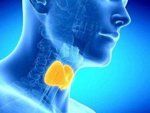 5 продуктов для здоровья щитовидки. Топ-5 продуктов для здоровья щитовидной железы 03 5 продуктов для здоровья щитовидки. Топ-5 продуктов для здоровья щитовидной железы 03