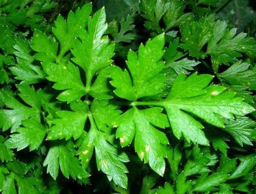 В каких продуктах содержится кальций. 20 продуктов, богатых кальцием 06 В каких продуктах содержится кальций. 20 продуктов, богатых кальцием 06