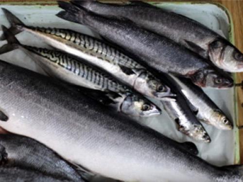 Спагетти с сардиной в томатном соусе. Паста с сардинами 05 Спагетти с сардиной в томатном соусе. Паста с сардинами 05