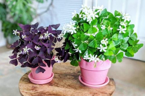 Lafoy. Кислица (60 фото): виды, выращивание и уход в домашних условиях