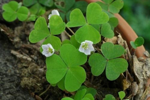 Lafoy. Кислица (60 фото): виды, выращивание и уход в домашних условиях