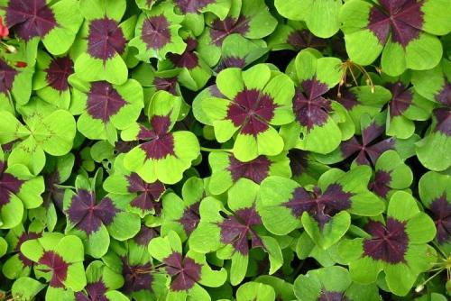 Lafoy. Кислица (60 фото): виды, выращивание и уход в домашних условиях