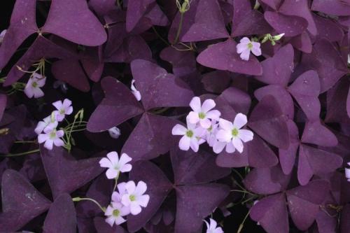 Lafoy. Кислица (60 фото): виды, выращивание и уход в домашних условиях