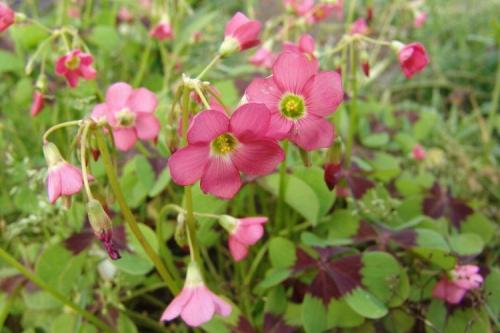 Lafoy. Кислица (60 фото): виды, выращивание и уход в домашних условиях