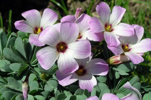 Lafoy. Кислица (60 фото): виды, выращивание и уход в домашних условиях