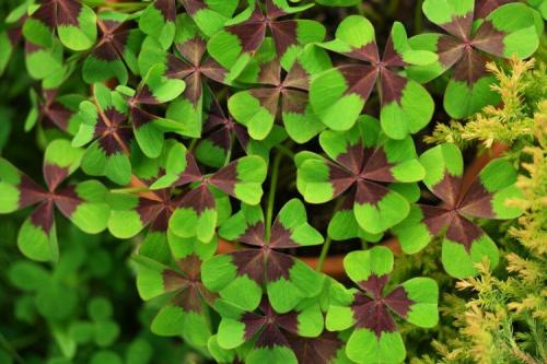 Lafoy. Кислица (60 фото): виды, выращивание и уход в домашних условиях