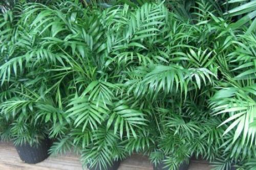 Lafoy. Кислица (60 фото): виды, выращивание и уход в домашних условиях