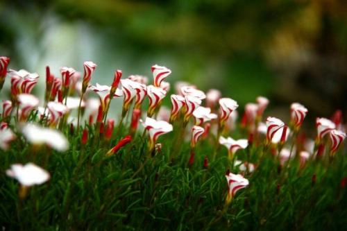 Lafoy. Кислица (60 фото): виды, выращивание и уход в домашних условиях