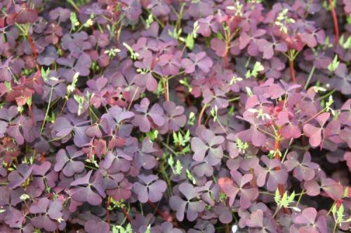 Lafoy. Кислица (60 фото): виды, выращивание и уход в домашних условиях