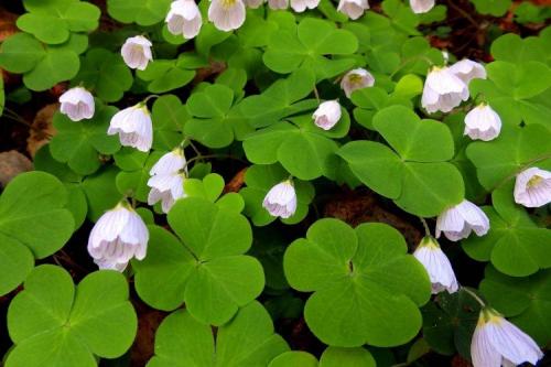 Lafoy. Кислица (60 фото): виды, выращивание и уход в домашних условиях