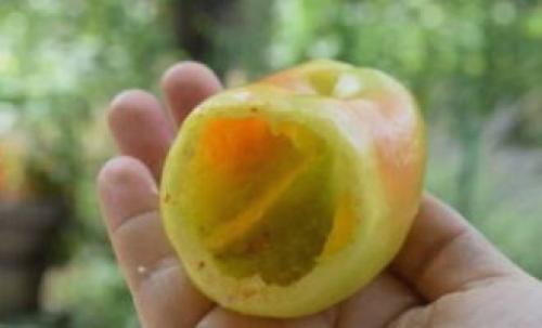 Замороженный фаршированный перец в мультиварке. Фаршированные перцы с фаршем и рисом в мультиварке Редмонд