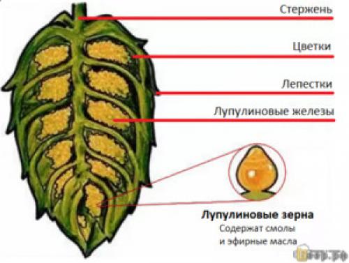 Из каких ингредиентов делают пиво. Что входит в состав настоящего пива? 01 Из каких ингредиентов делают пиво. Что входит в состав настоящего пива? 01